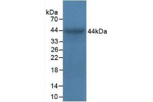 Detection of Recombinant ITGa5, Bovine using Polyclonal Antibody to Integrin Alpha 5 (ITGa5) (ITGA5 antibody  (AA 649-900))