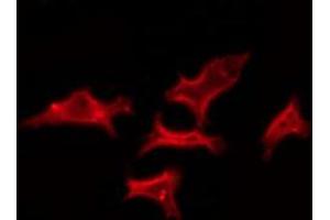 ABIN6272375 staining 293 by IF/ICC. (OR52K1 antibody)