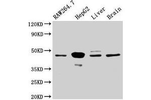 Western Blot Positive WB detected in: RAW264. (MAP2K4 antibody  (AA 2-397))