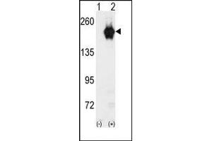 Image no. 1 for anti-Cyclin G Associated Kinase (GAK) (C-Term) antibody (ABIN360521) (GAK antibody  (C-Term))