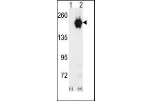 Image no. 1 for anti-Cyclin G Associated Kinase (GAK) (C-Term) antibody (ABIN360521)