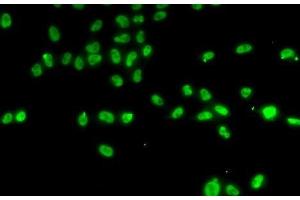 Immunofluorescence analysis of A-549 cells using ZNF148 Polyclonal Antibody (ZNF148 antibody)