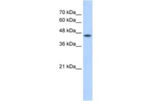 Western Blotting (WB) image for anti-Protein O-Fucosyltransferase 2 (POFUT2) antibody (ABIN2462907) (POFUT2 antibody)