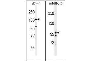 (LEFT) Western blot analysis of TAF2 Antibody (C-Term) in MCF-7 cell line lysates (35µg/lane). (TAF2 antibody  (C-Term))