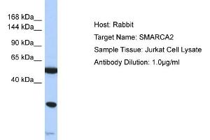 Host: Rabbit Target Name: SMARCA2 Sample Type: Jurkat Whole Cell lysates Antibody Dilution: 1. (SMARCA2 antibody  (N-Term))