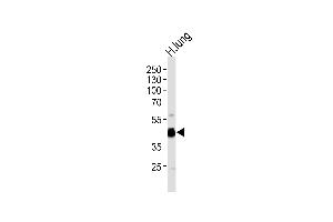Western blot analysis of lysate from human lung tissue lysate, using RAGE Antibody (Center) (ABIN390897 and ABIN2841104). (RAGE antibody  (AA 206-234))