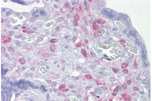 Anti-ING3 antibody IHC staining of human placenta. (ING3 antibody  (AA 216-265))