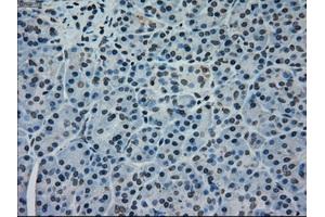 Immunohistochemical staining of paraffin-embedded pancreas tissue using anti-MAPK1mouse monoclonal antibody. (ERK2 antibody)