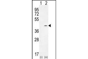 Western blot analysis of PTK9L (arrow) using rabbit polyclonal PTK9L Antibody (N-term) (ABIN655611 and ABIN2845093).