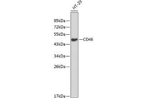 Western blot analysis of extracts of HT-29 cells using CD46 Polyclonal Antibody at dilution of 1:1000. (CD46 antibody)
