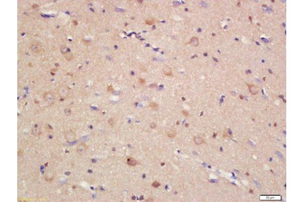 JAM3 antibody  (AA 31-130)