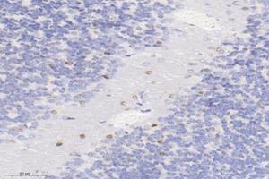 Immunohistochemistry analysis of paraffin-embedded mouse cerebellum using,PLK5 (ABIN7075111) at dilution of 1: 4000 (PLK5 antibody)