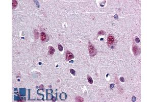 ABIN185204 (5µg/ml) staining of paraffin embedded Human Cortex. (SMUG1 antibody  (N-Term))