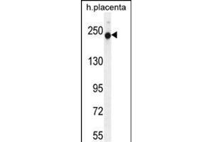 RUSC2 Antibody (N-term) (ABIN656030 and ABIN2845404) western blot analysis in human placenta tissue lysates (35 μg/lane). (RUSC2 antibody  (N-Term))