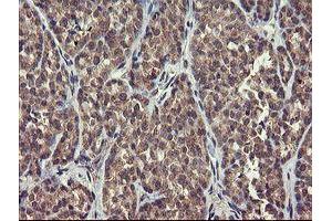 Image no. 2 for anti-rho GTPase Activating Protein 2 (ARHGAP2) antibody (ABIN1499629) (CHN1 antibody)