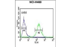 X Antibody (C-term) (ABIN652730 and ABIN2842484) flow cytometric analysis of NCI- cells (right histogram) comred to a negative control cell (left histogram). (XPA antibody  (C-Term))