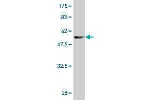 TXNDC9 antibody  (AA 1-226)