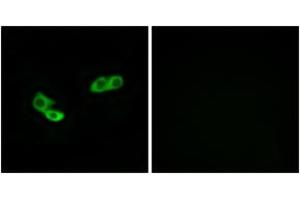 Immunofluorescence analysis of LOVO cells, using OR56A3 Antibody. (OR56A3 antibody  (AA 266-315))