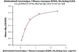 Immobilized Human APRIL, His,Flag Tag, active trimer (ABIN6972945) at 2 μg/mL (100 μL/well) can bind Biotinylated Cynomolgus / Rhesus macaque BCMA, His,Avitag (ABIN6972955) with a linear range of 0.