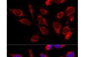 Confocal immunofluorescence analysis of U2OS cells using ATAD3B Polyclonal Antibody at dilution of 1:100. (ATAD3B antibody)