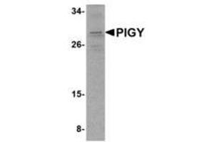 Image no. 1 for anti-Phosphatidylinositol Glycan Anchor Biosynthesis, Class Y (PIGY) (C-Term) antibody (ABIN341707)