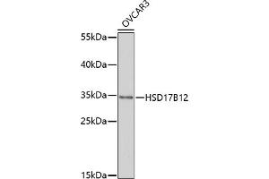 Western blot analysis of extracts of OVC cells, using HSD17B12 antibody (ABIN7267808) at 1:1000 dilution. (HSD17B12 antibody  (AA 43-312))