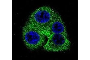 Confocal immunofluorescent analysis of Osteopontin antibody with 293 cells followed by Alexa Fluor 488-conjugated goat anti-rabbit lgG (green). (Osteopontin antibody  (AA 14-40))