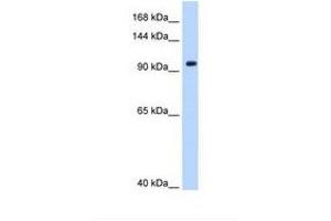 Image no. 1 for anti-Splicing Factor 3a, Subunit 1 (SF3A1) (AA 121-170) antibody (ABIN6737939) (SF3A1 antibody  (AA 121-170))