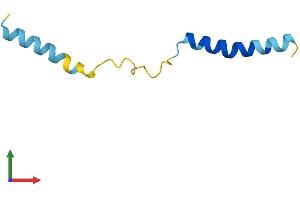 AlphaFold protein structure predicition of Mouse Recombinant Serp1 Protein, UniprotID Q9Z1W5 (SERP1 Protein (AA 1-66) (Fc Tag))