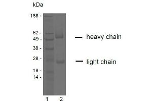 SDS-PAGE analysis of purified YD-4E9 monoclonal antibody. (Claudin 9 antibody)