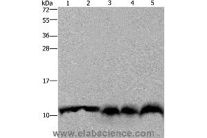 Western blot analysis of Mouse pancreas tissue, Hela cell and mouse liver tissue, A549 and 293T cell, using UBB Polyclonal Antibody at dilution of 1:500 (Ubiquitin B antibody)