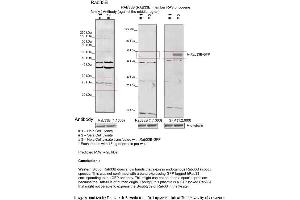 Sample Type: 1. (RAB33B antibody  (Middle Region))