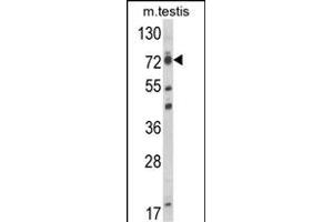 Western blot analysis of ELL Antibody (C-term) (ABIN653432 and ABIN2842876) in mouse testis tissue lysates (35 μg/lane). (ELL antibody  (C-Term))