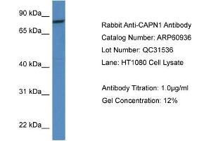 Western Blotting (WB) image for anti-Calpain 1, Large Subunit (CAPNL1) (Middle Region) antibody (ABIN2788625) (CAPNL1 antibody  (Middle Region))