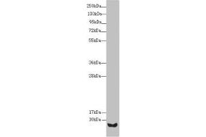 UQCRC1 antibody  (AA 1-63)