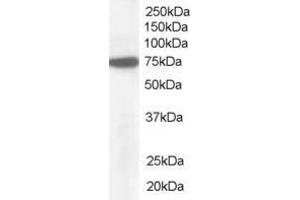 Image no. 1 for anti-Nucleoporin 85kDa (NUP85) (AA 598-610) antibody (ABIN292534)