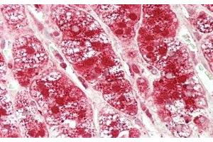 Detection of GLa in Human Adrenal Gland Tissue using Polyclonal Antibody to Galactosidase Alpha (GLa) (GLA antibody  (AA 147-371))