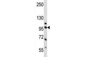 Western blot analysis of NCL and human placenta tissue lysate. (Nucleolin antibody  (AA 276-304))