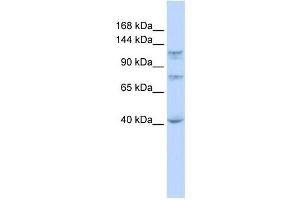 DHX30 antibody used at 1 ug/ml to detect target protein.