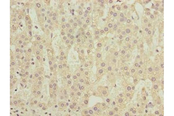 COMMD2 antibody  (AA 5-199)