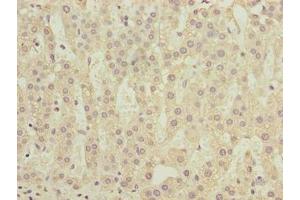 Immunohistochemistry of paraffin-embedded human adrenal gland tissue using ABIN7148308 at dilution of 1:100