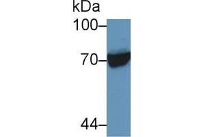 Western Blot; Sample: Human Raji cell lysate; Primary Ab: 5µg/ml Rabbit Anti-Human HSPA1L Antibody Second Ab: 0. (HSPA1L antibody  (AA 1-641))