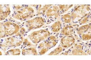 Detection of LMNB1 in Human Stomach Tissue using Anti-Lamin B1 (LMNB1) Monoclonal Antibody (Lamin B1 antibody  (AA 52-233))