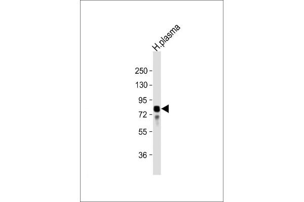 玻璃体凝集素抗体（N-末端）