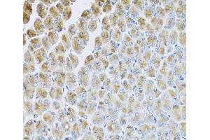Immunohistochemistry of paraffin-embedded Mouse stomach using AP1M2 Polyclonal Antibody at dilution of 1:100 (40x lens). (AP1m2 antibody)