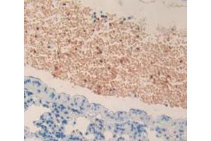 Figure. (MPL antibody  (AA 66-260))