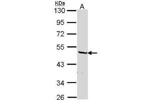 WB Image Sample (30 ug of whole cell lysate) A: Hep G2 , 10% SDS PAGE antibody diluted at 1:1000 (HNRNPF antibody)