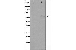 Western blot analysis of extracts from HeLa cells using ANAPC5 antibody.