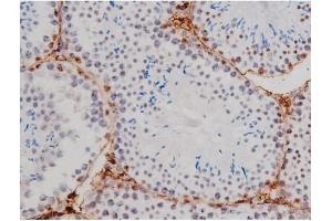 ABIN6267362 at 1/200 staining Mouse testis tissue sections by IHC-P. (MAPT antibody  (pThr205))