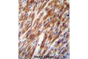CHI3L2 Antibody (N-term) immunohistochemistry analysis in formalin fixed and paraffin embedded human heart tissue followed by peroxidase conjugation of the secondary antibody and DAB staining. (CHI3L2 antibody  (N-Term))